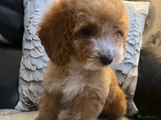 Cockapoo dogs Cockapoo puppies - DNA Health test clear - Advert 2