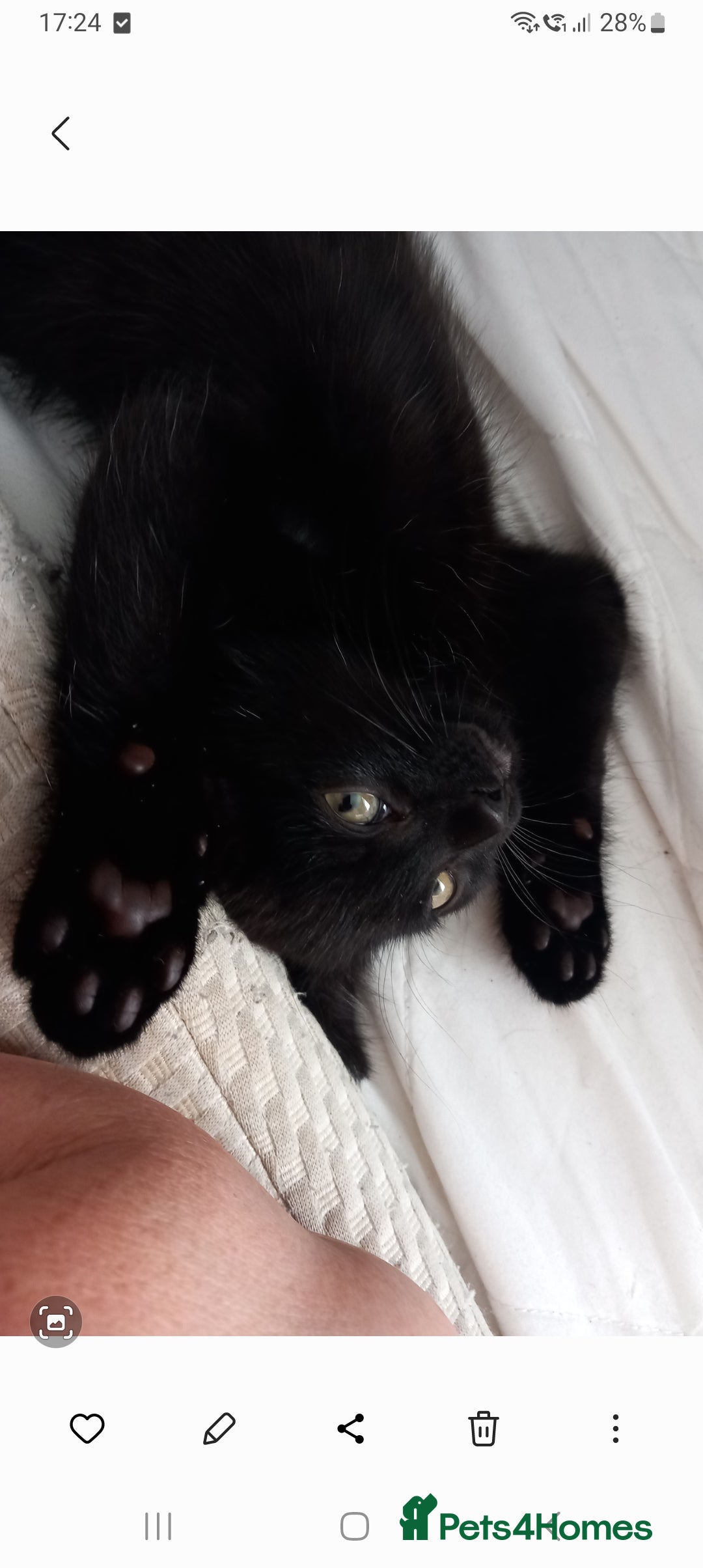 Domestic Shorthair cats for sale: Full of beans 12 week old kitten - Image 3