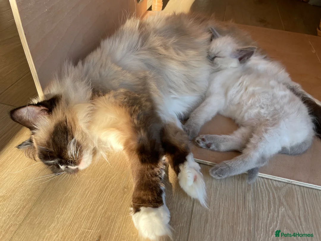 Ragdoll cats for sale: 💕 Beautiful Ragdoll kittens  in Cranbrook - Advert 7