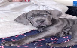 Cane Corso dogs for sale: Beautiful Blue Cane Corso Pup - Image 1
