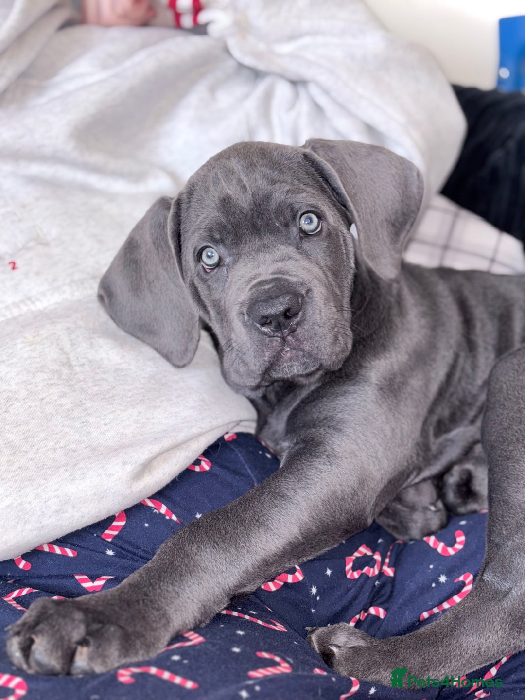 Cane Corso dogs for sale: Beautiful Blue Cane Corso Pup - Image 1