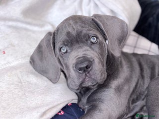 Cane Corso dogs - Advert 5