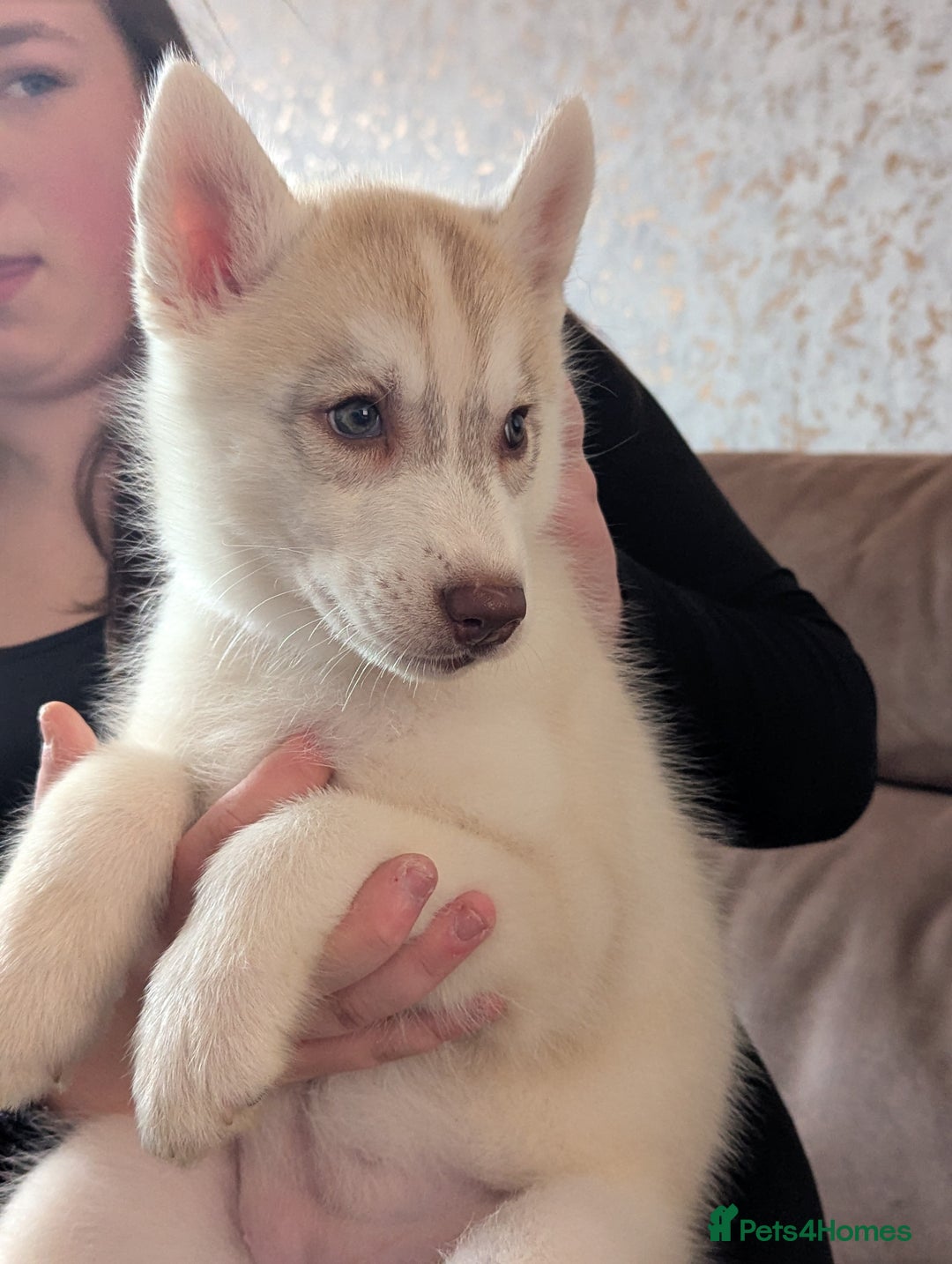 Siberian Husky dogs for sale: Beautiful KC registered Siberian puppies  - Image 3