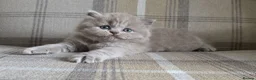 British Longhair cats for sale: Champion GCCF British Longhair female - Advert 5