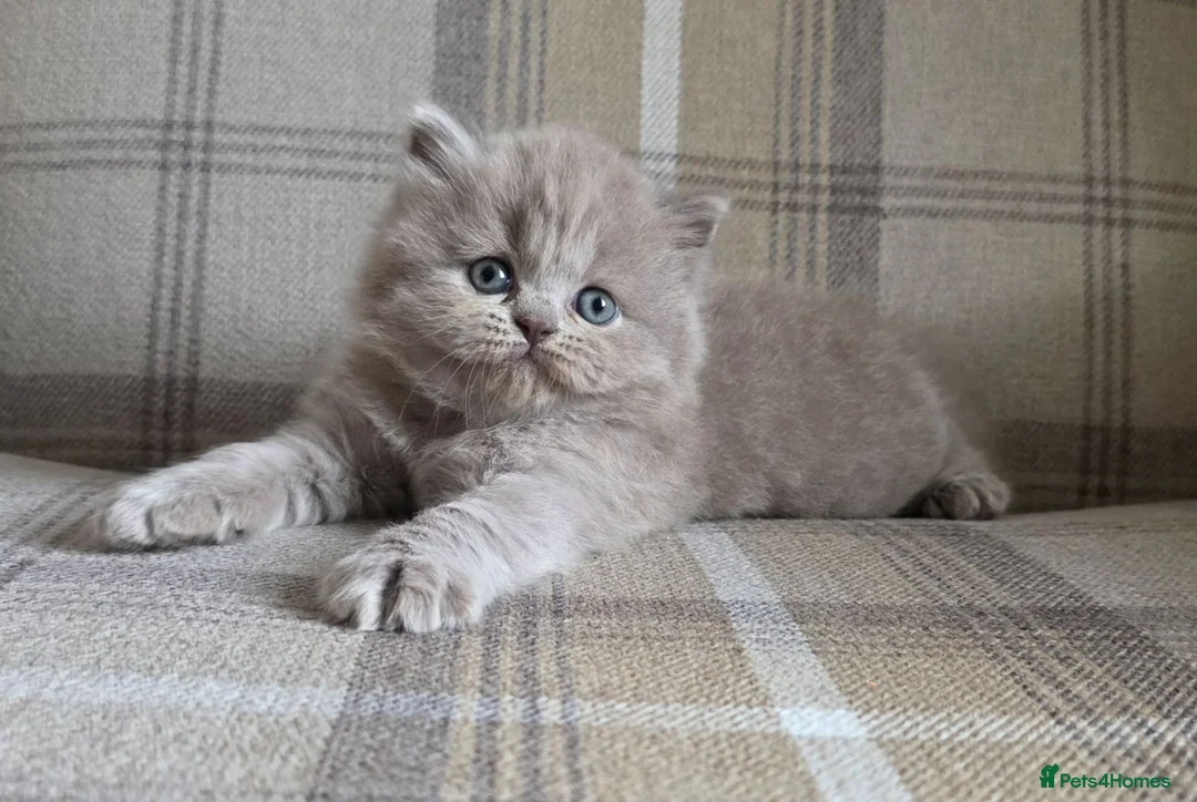 British Longhair cats for sale: Champion GCCF British Longhair female - Advert 1