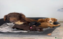 Cocker Spaniel dogs for sale: Adorable Cocker Spaniel  - Image 1