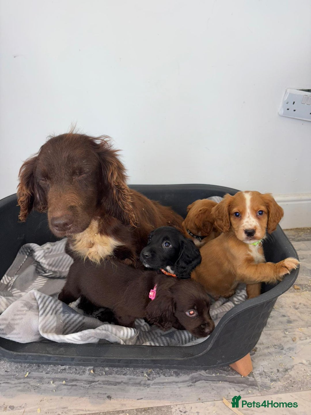 Cocker Spaniel dogs for sale: Adorable Cocker Spaniel  - Image 1