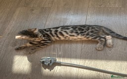 Bengal cats for sale: Stunning Bengal kittens - Image 27