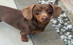 Miniature Dachshund dogs for stud: ⭐️⭐️⭐️KC MINIATURE DACHSHUND FOR STUD⭐️⭐️  in Southampton - Image 1