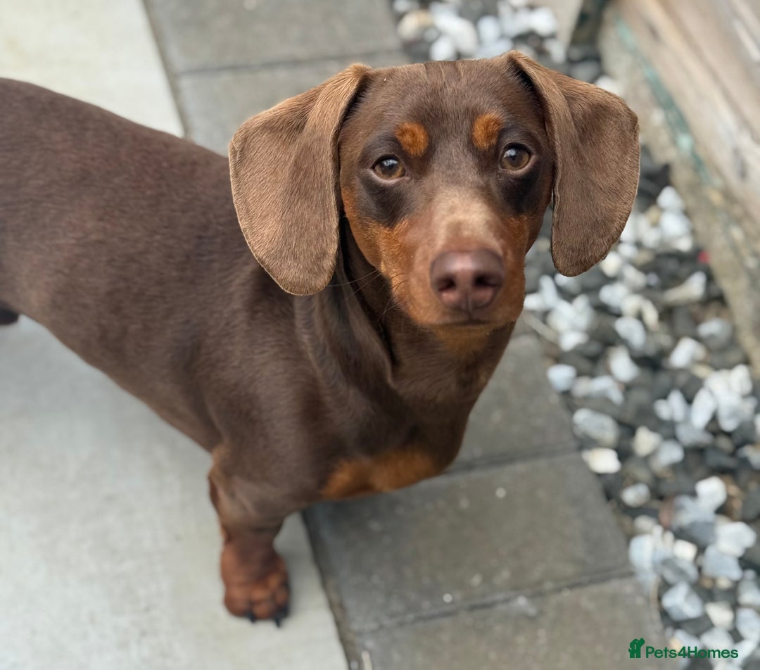 Miniature Dachshund dogs for stud: ⭐️⭐️⭐️KC MINIATURE DACHSHUND FOR STUD⭐️⭐️  in Southampton - Image 1