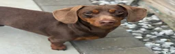 Miniature Dachshund dogs for stud: ⭐️⭐️⭐️KC MINIATURE DACHSHUND FOR STUD⭐️⭐️  in Southampton - Advert 1