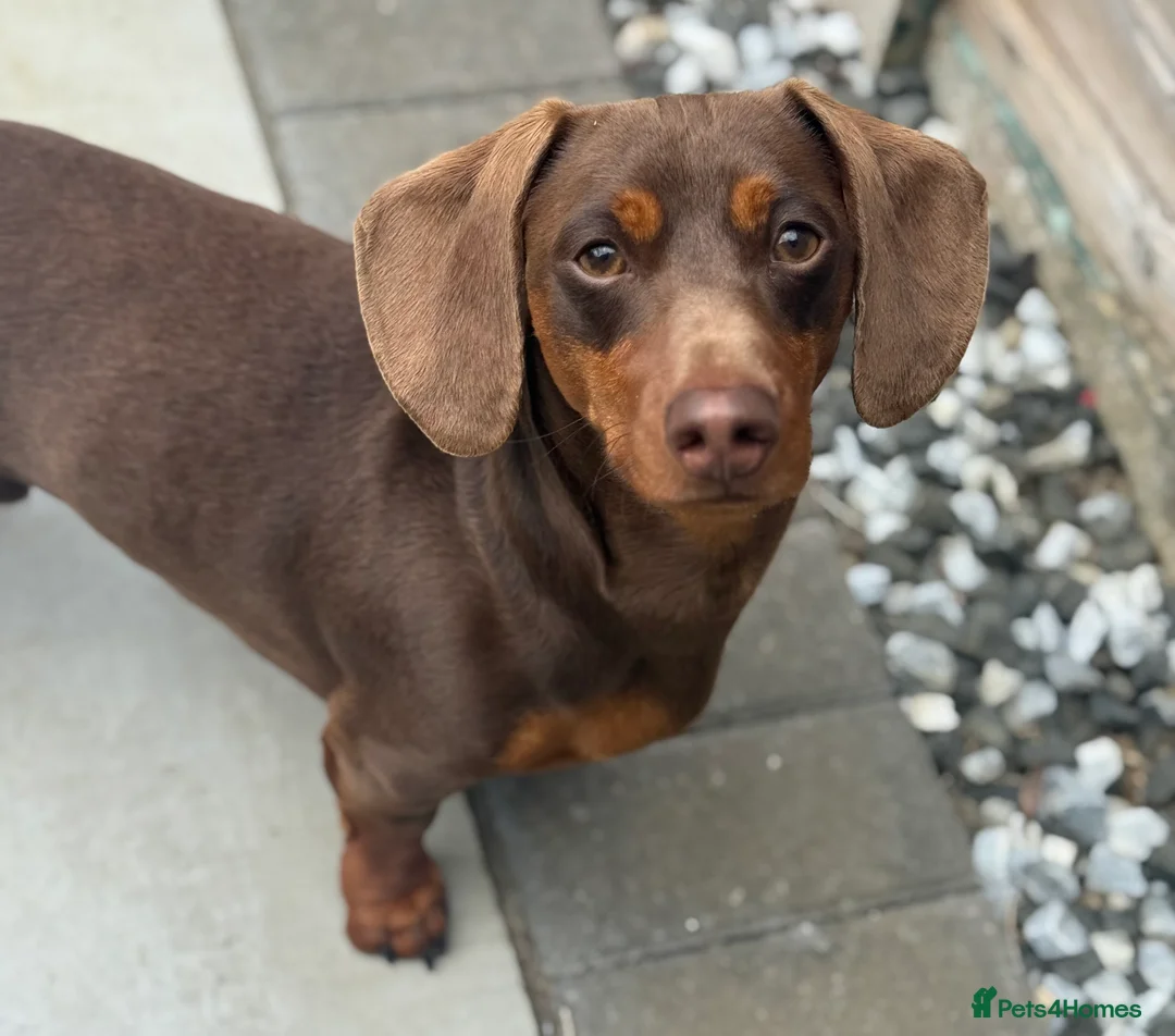 Miniature Dachshund dogs for stud: ⭐️⭐️⭐️KC MINIATURE DACHSHUND FOR STUD⭐️⭐️  in Southampton - Advert 1