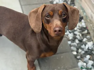 Miniature Dachshund dogs ⭐️⭐️⭐️KC MINIATURE DACHSHUND FOR STUD⭐️⭐️ in Southampton - Advert 24