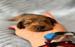Miniature Dachshund dogs for sale: Beautiful litter of 4 miniature daschunds  - Image 9