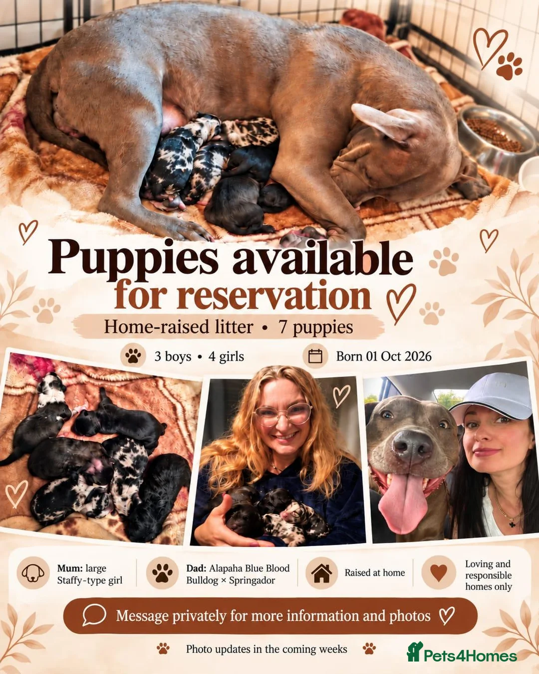 Mixed Breed dogs for sale: Puppies for Sale :) - Advert 2