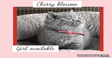 British Shorthair cats - Advert 3