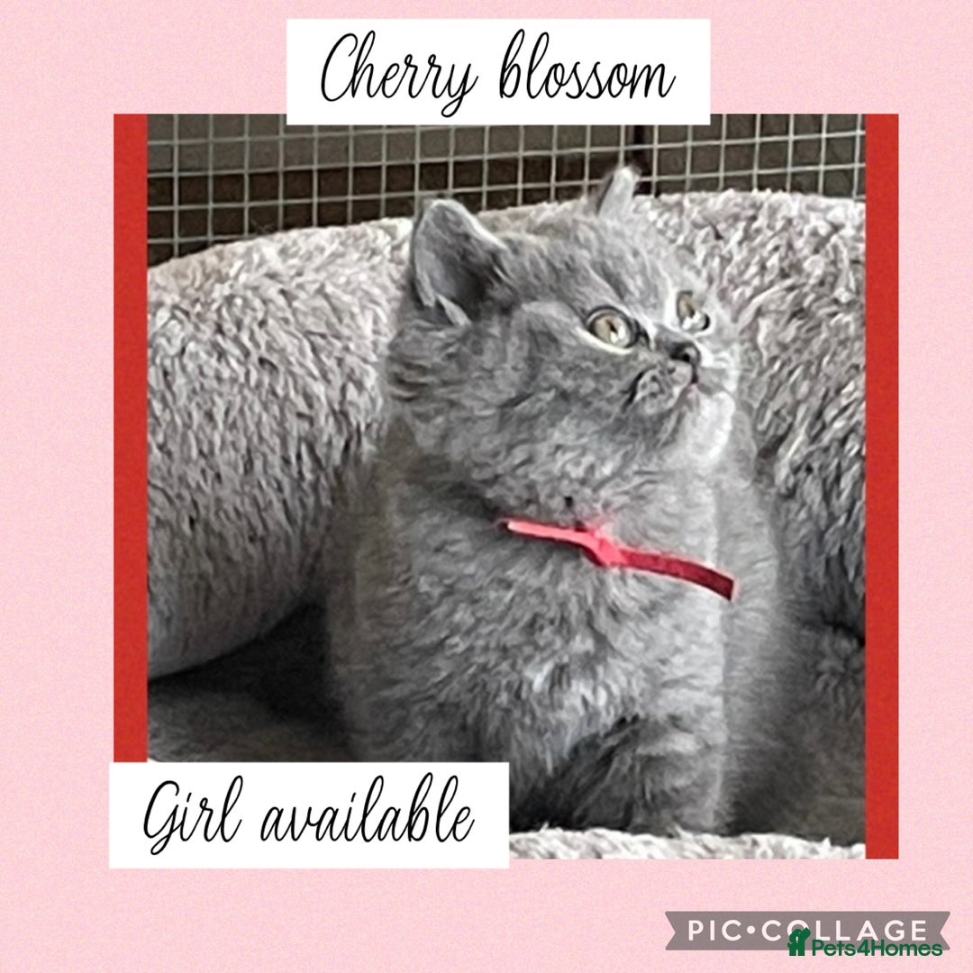 British Shorthair cats for sale: 🌸 Champion GCCF British Shorthair’s 🌸 - Image 7