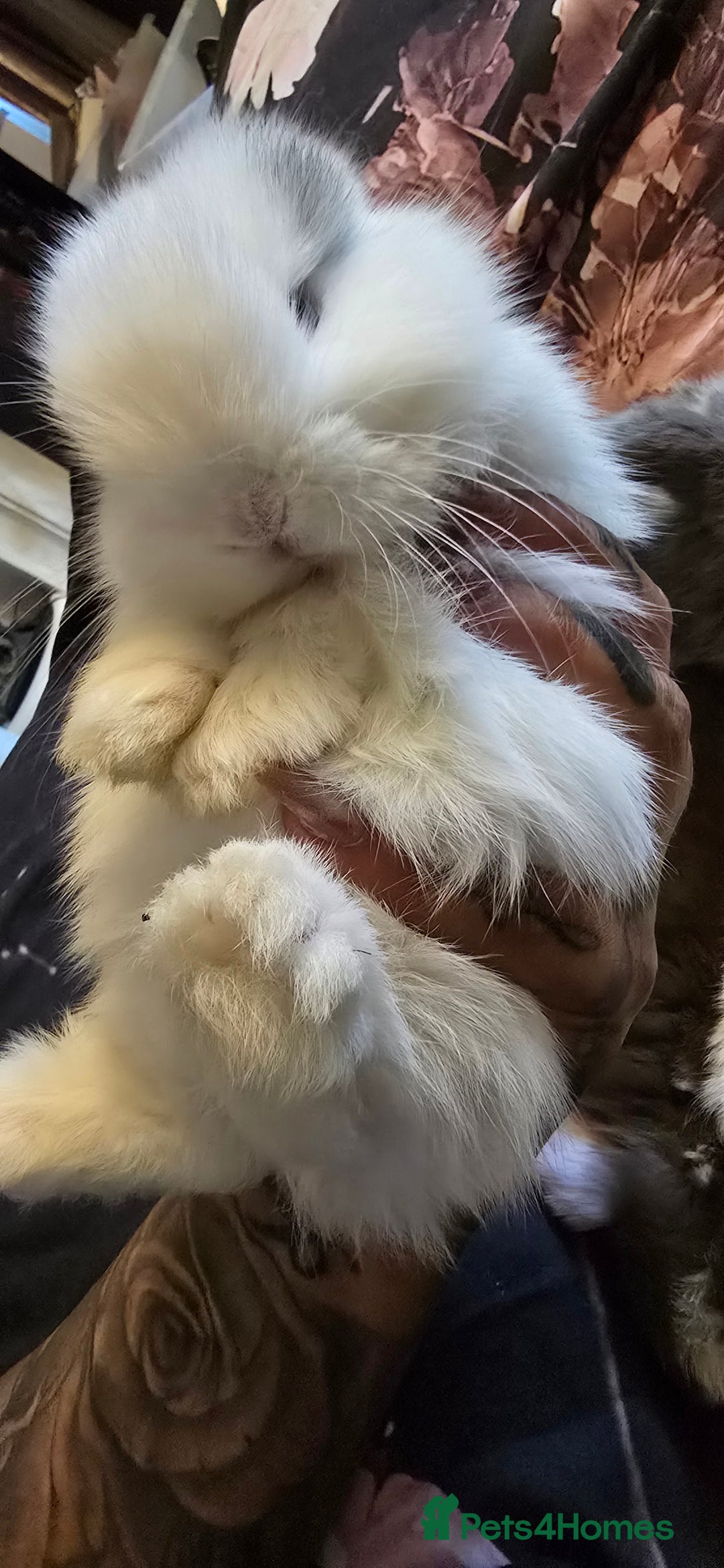 Mini Lop rabbits for sale: Stunning baby lops!  in Stone - Image 12