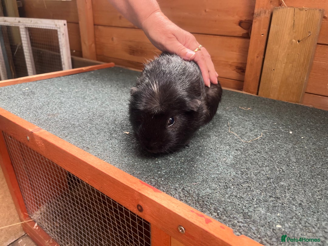 Guinea Pig rodents for sale: 2 year old male guinea pig  - Image 2