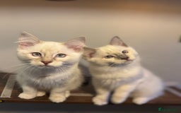 Ragdoll cats for sale: Lilac and blue ragdoll kittens  - Image 5