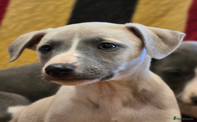 Whippet dogs - Advert 7
