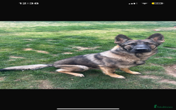 German Shepherd dogs for stud: KC sable male for stud  in Birmingham - Image 23