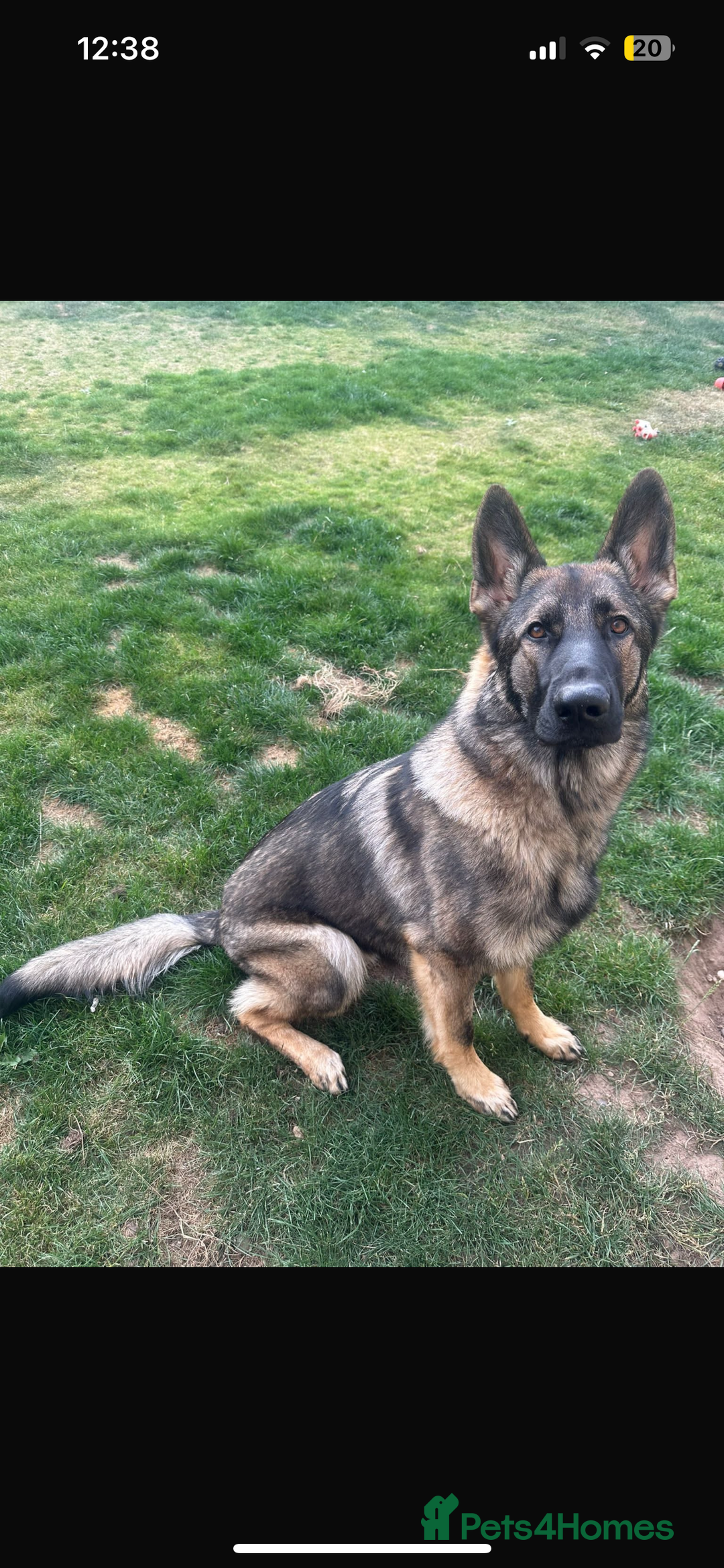 German Shepherd dogs for stud: KC sable male for stud  in Birmingham - Image 23