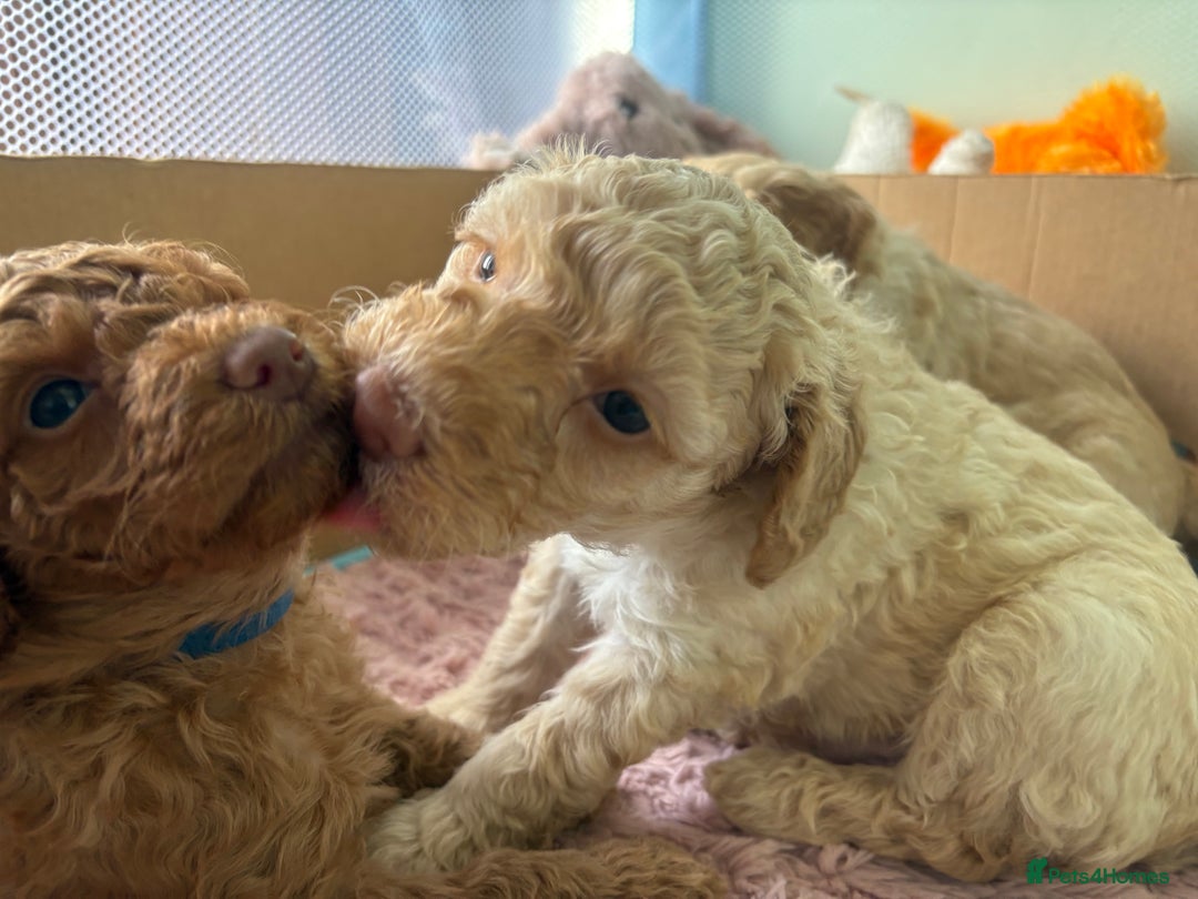 Toy Poodle dogs for sale: Stunning litter of Toy Poodles - Image 29