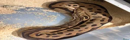 Python Snake reptiles for sale: Royal pythons  - Advert 24