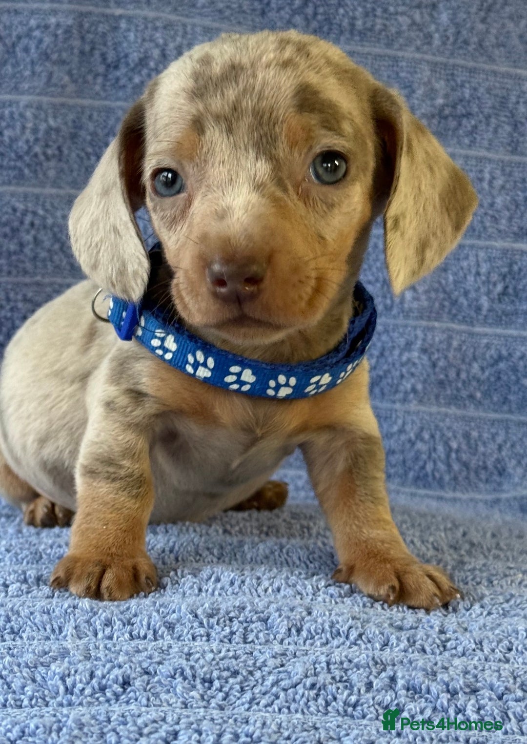 Miniature Dachshund dogs for sale: KC Reg Miniature Dachshund Puppies  - Advert 21