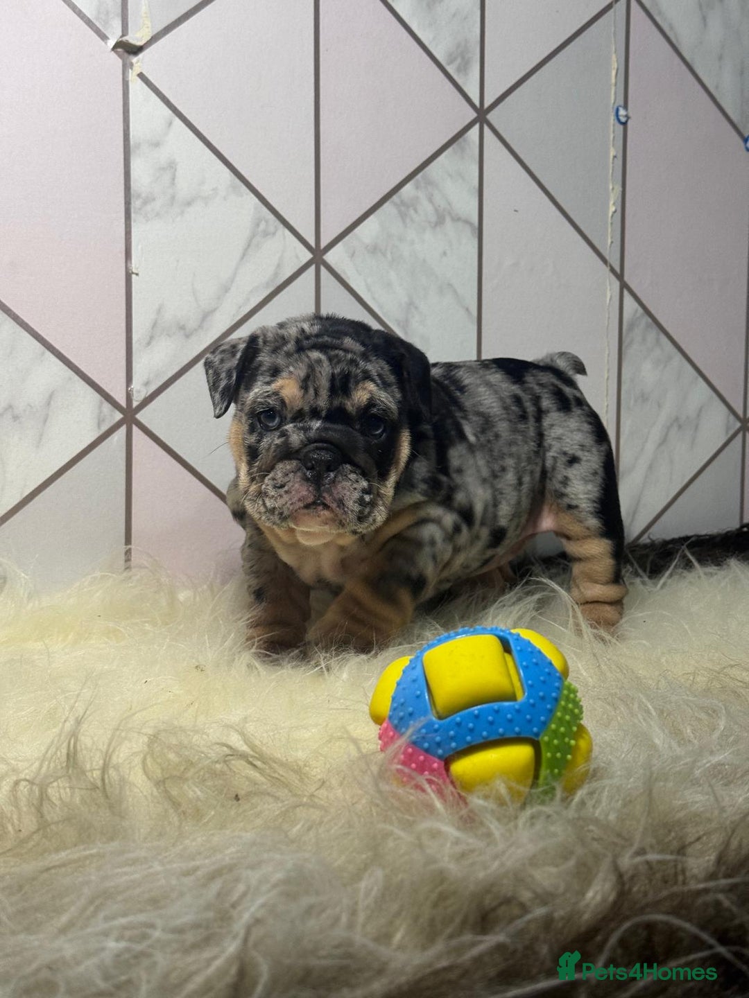 English Bulldog dogs for sale: English Bulldog Puppies - Image 8