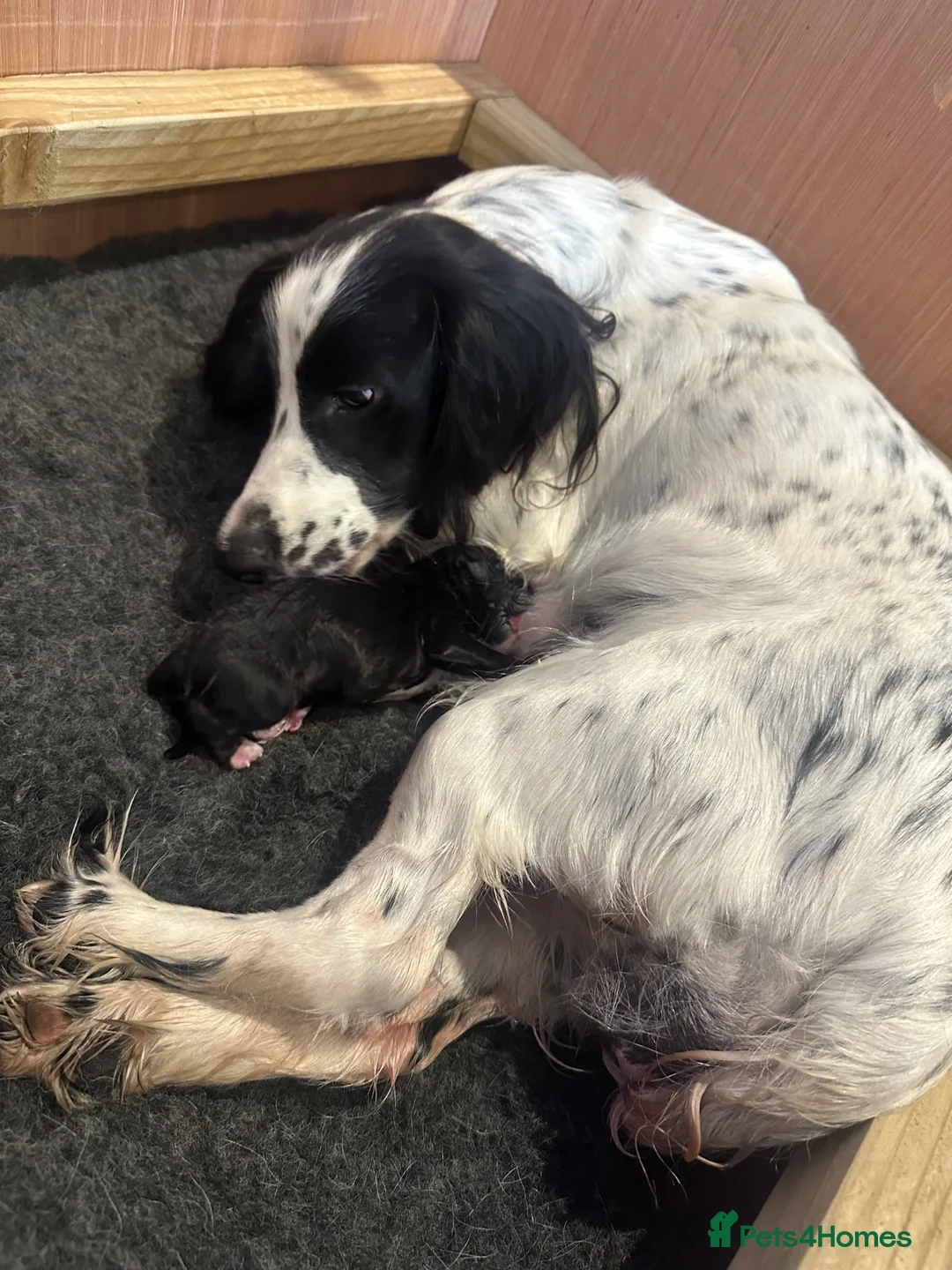 Cocker Spaniel dogs for sale: Cocker spaniels puppies for sale in Sidmouth - Advert 2