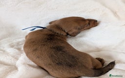 Miniature Dachshund dogs for sale: Smooth shaded red - Image 6