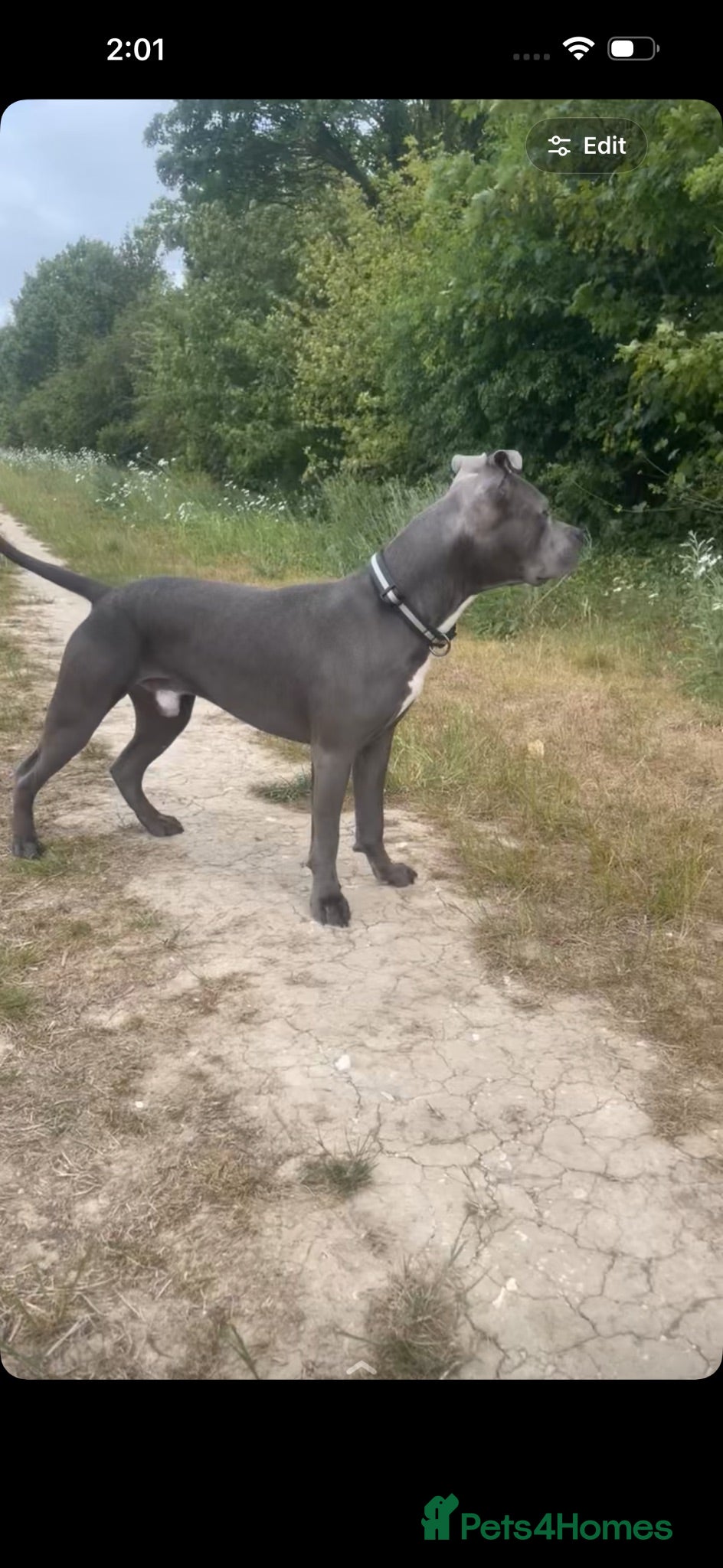 Staffordshire Bull Terrier dogs Staffordshire bull terrier - Advert 1