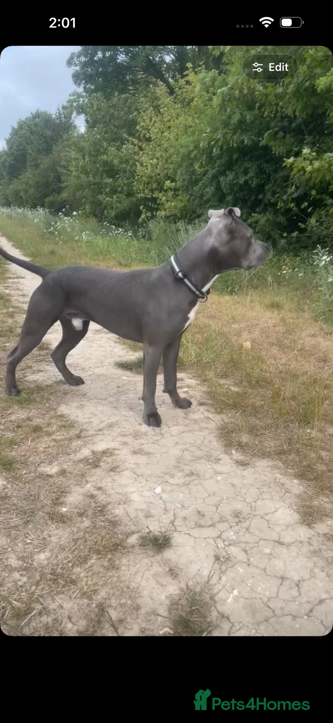 Staffordshire Bull Terrier dogs for sale: Staffordshire bull terrier - Advert 1