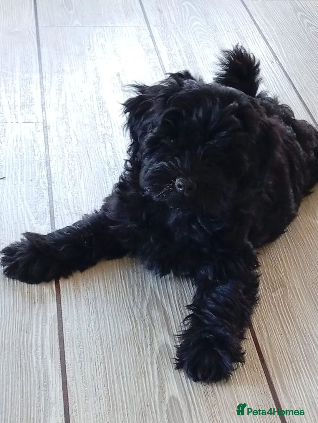 Schnoodle dogs for sale: Stunning Schnoodles - Advert 2