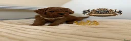 Toy Poodle dogs for stud: 👑 One-in-a-Million red Asian Toy Poodle Stud 👑 - Advert 4
