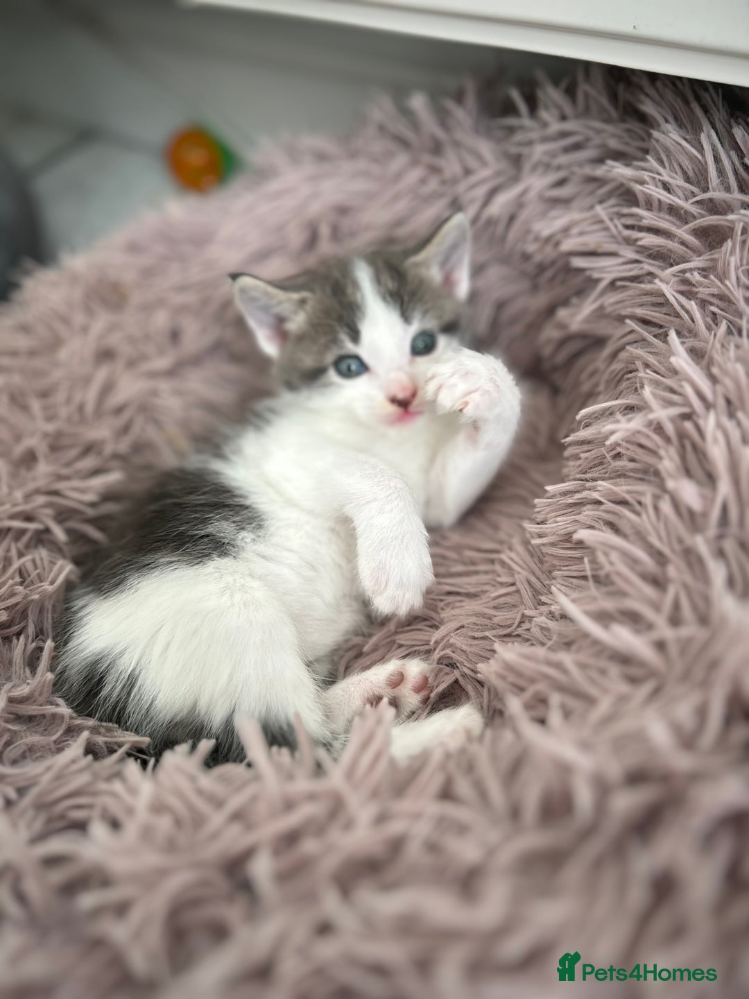 Maine Coon cats for sale: Gorgeous Maine Coon Cross Kittens - Image 11