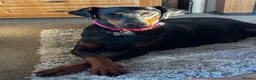Dobermann dogs for sale: Gorgeous Doberman Puppies  - Advert 1