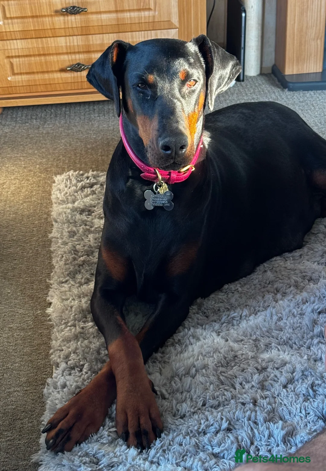 Dobermann dogs for sale: Gorgeous Doberman Puppies  - Advert 1