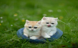 British Shorthair cats for sale: 🔥Exceptional GCCF pedigree golden BSH - Image 19