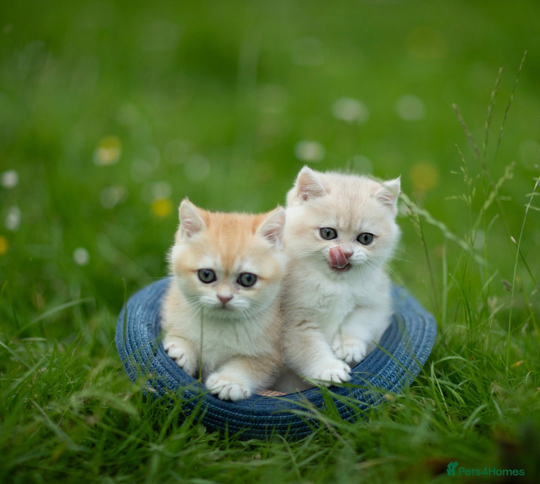 British Shorthair cats for sale: 🔥Exceptional GCCF pedigree golden BSH - Image 19