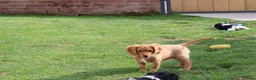 Cockapoo dogs for sale: Cockerlierpoo puppies for sale - Advert 16