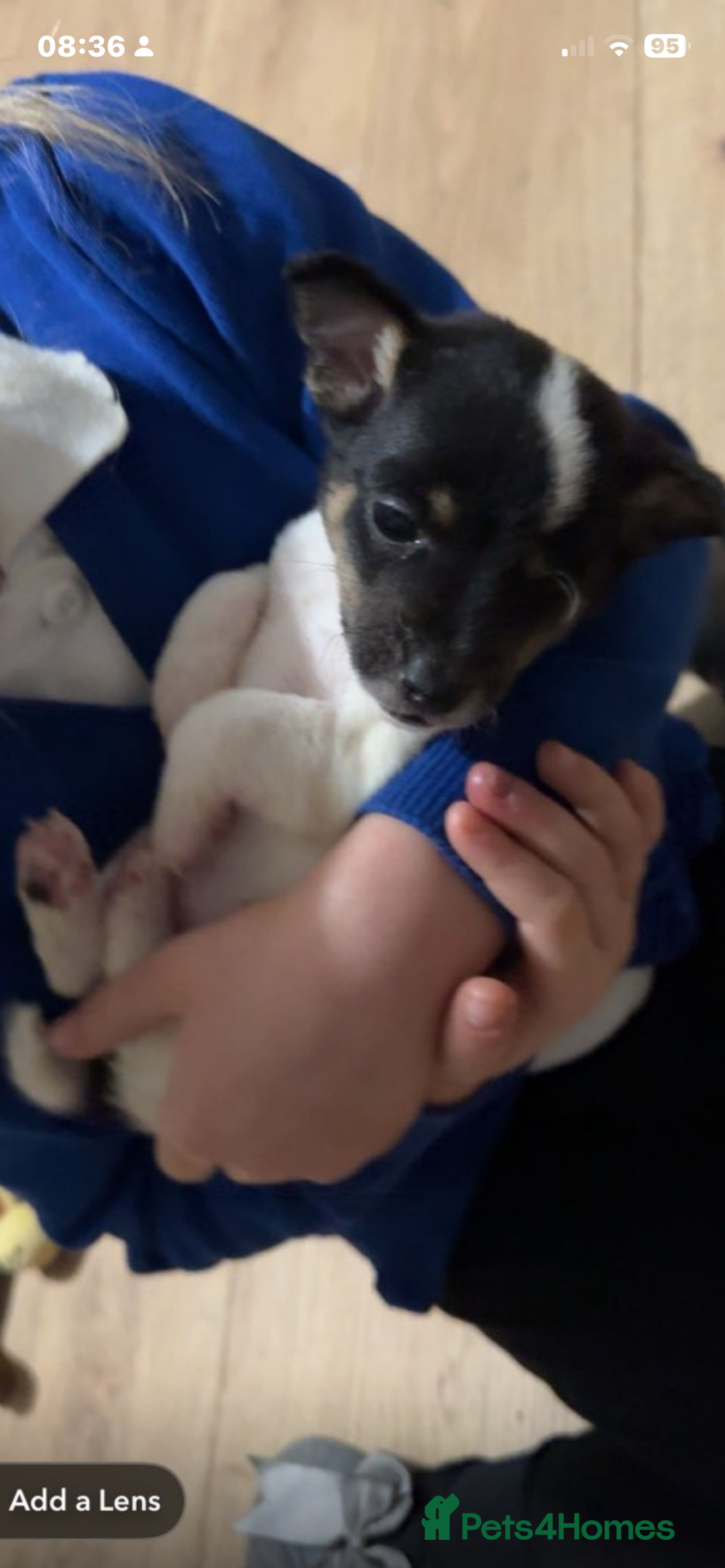 Jackapoo dogs for sale: Jackapoo puppies ready to leave - Advert 3