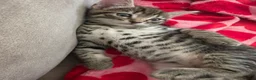 Mixed Breed cats for sale: Beautiful kittens ready for new homes - Advert 27