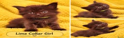 Mixed Breed cats for sale: Ragdoll Maine Coon Cross Kittens 🐾 - Advert 9