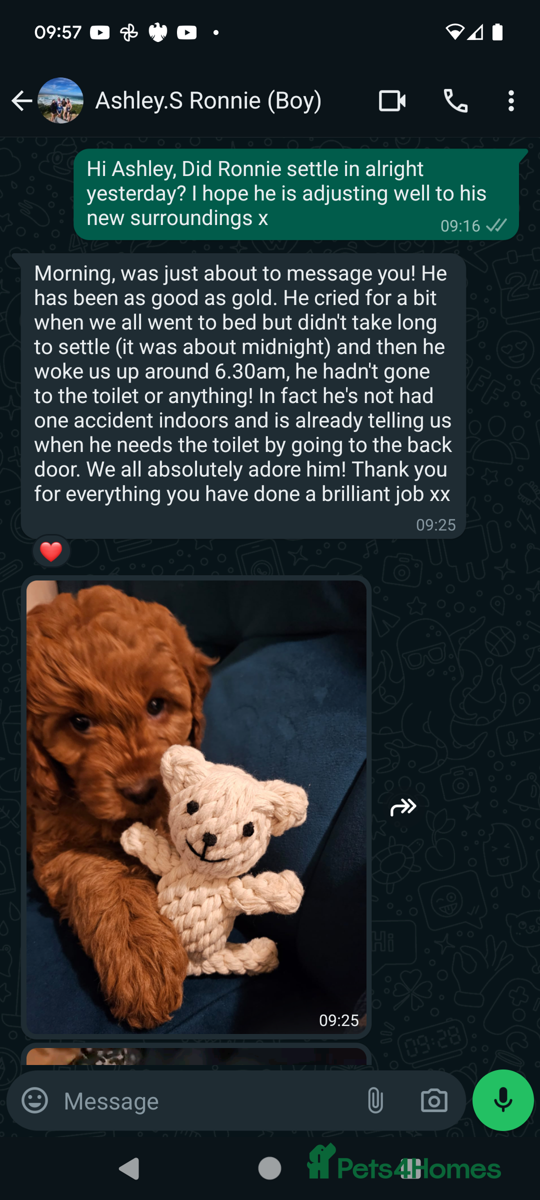 Cavapoo dogs for sale: Waiting List now open - DARK RED PREMIUM QUALITY - Image 13