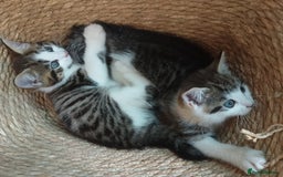 Mixed Breed cats for sale: Beautiful female tabby kittens - Image 6