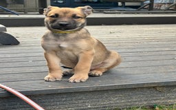 Mixed Breed dogs for sale: Only 1 females left! Stunning bullherder pups  - Advert 4