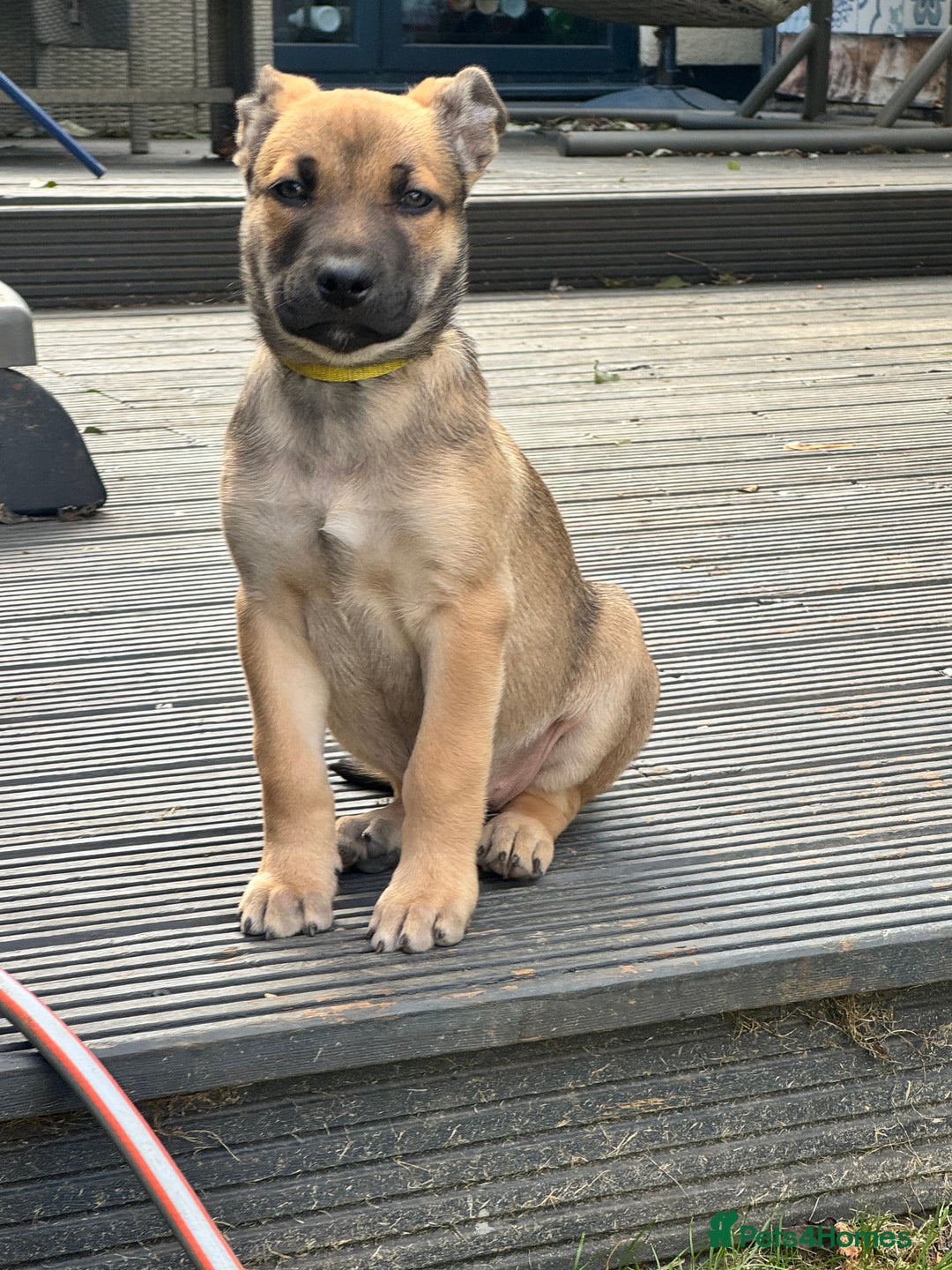 Mixed Breed dogs for sale: Only 1 females left! Stunning bullherder pups  - Advert 4